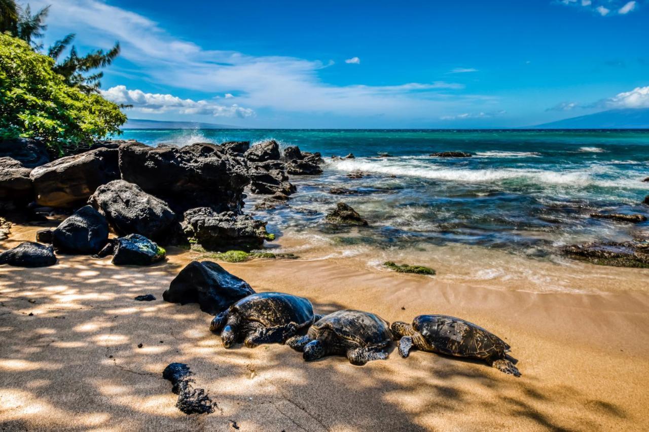 Mahina Surf I Villa Napili-Honokowai Værelse billede